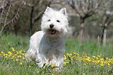 WESTIE 193